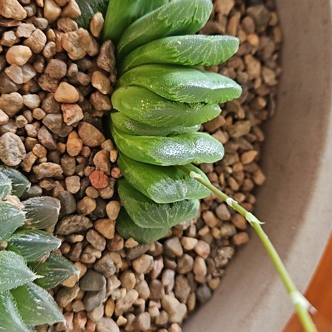 Photo of the plant species Variegated Truncada by @PetiteSalad named Kesha on Greg, the plant care app