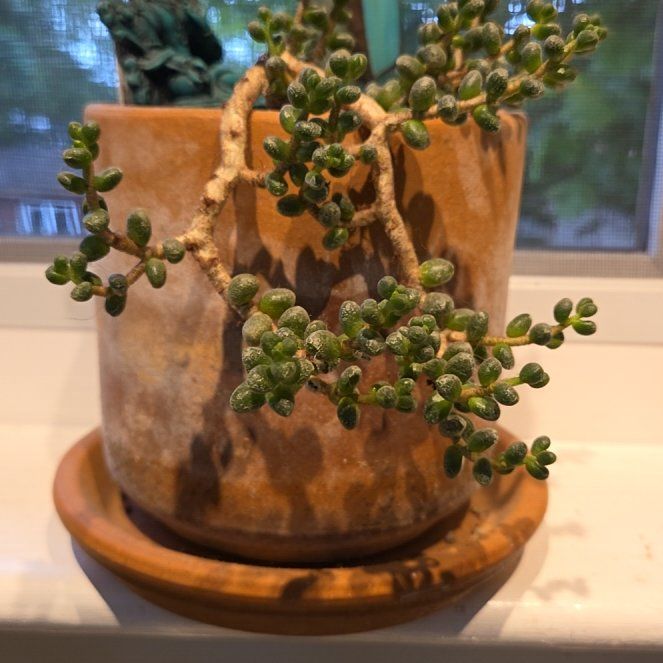 Photo of the plant species Bonsai Sedum by @PetiteSalad named Miley on Greg, the plant care app