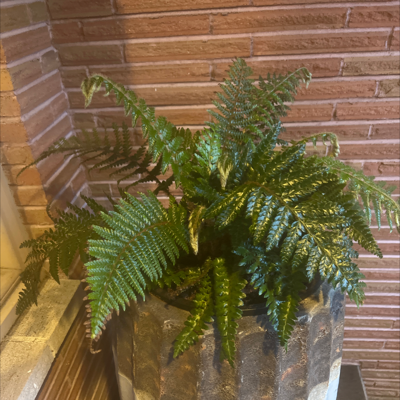 Photo of the plant species Japanese Lace Fern by @GuruMistystar named Bodhi on Greg, the plant care app
