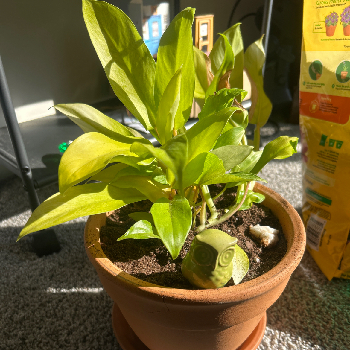 Photo of the plant species Green Goddess by @KinglyMiro named Gobi on Greg, the plant care app