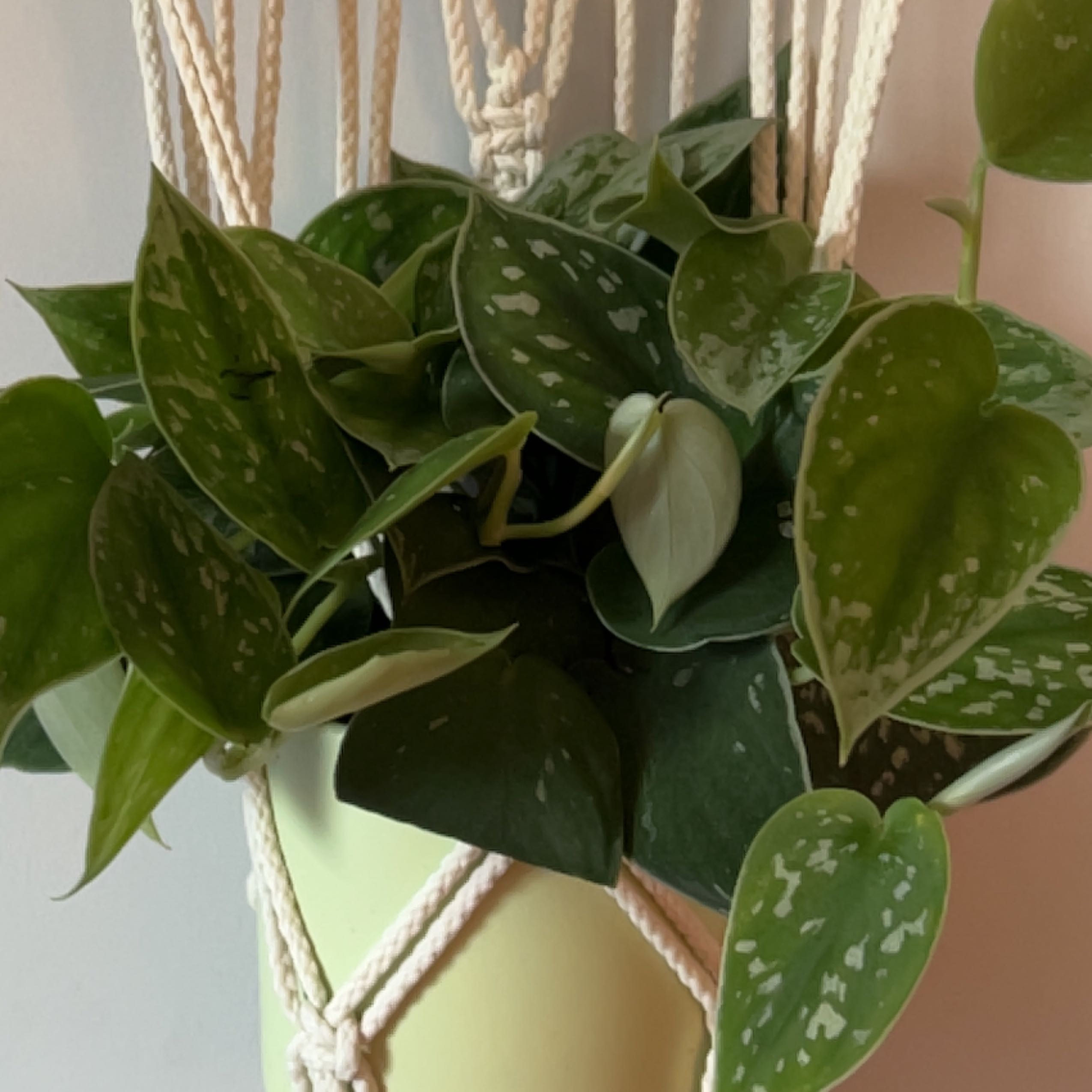 Silver Anne Pothos plant in a hanging pot with healthy variegated leaves.