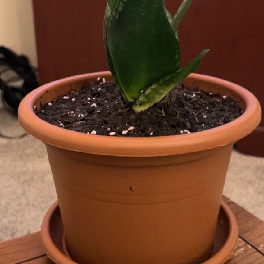 Photo of the plant species Whitney Sansevieria by @KinglyMiro named Whitney on Greg, the plant care app