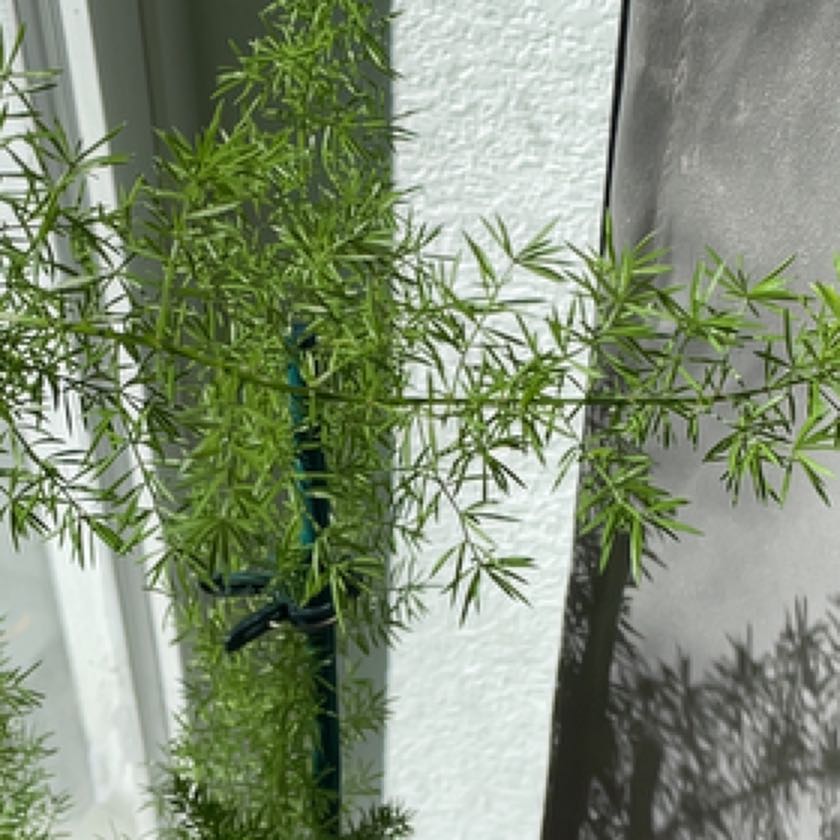 Photo of the plant species Foxtail millet by @ClassicMarjoram named Homer on Greg, the plant care app