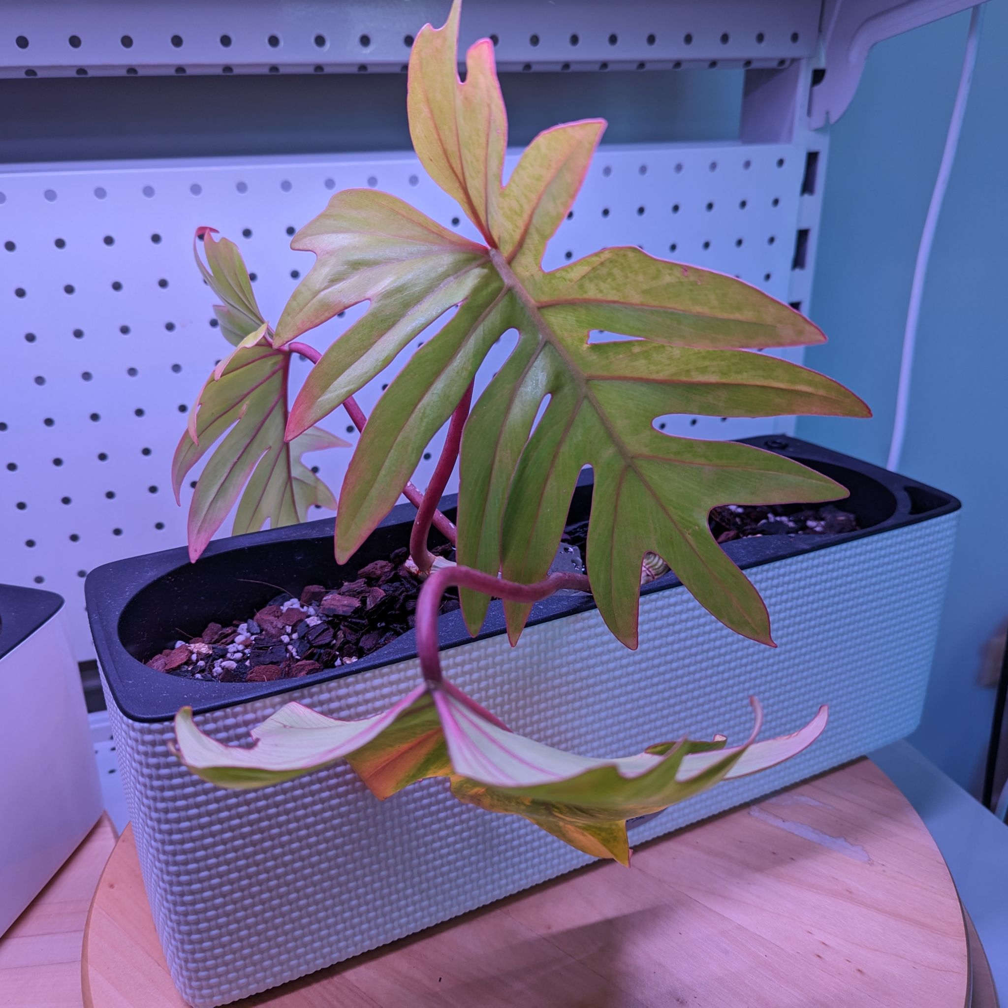 Philodendron mayoi plant in a rectangular pot with some yellowing and browning leaves.
