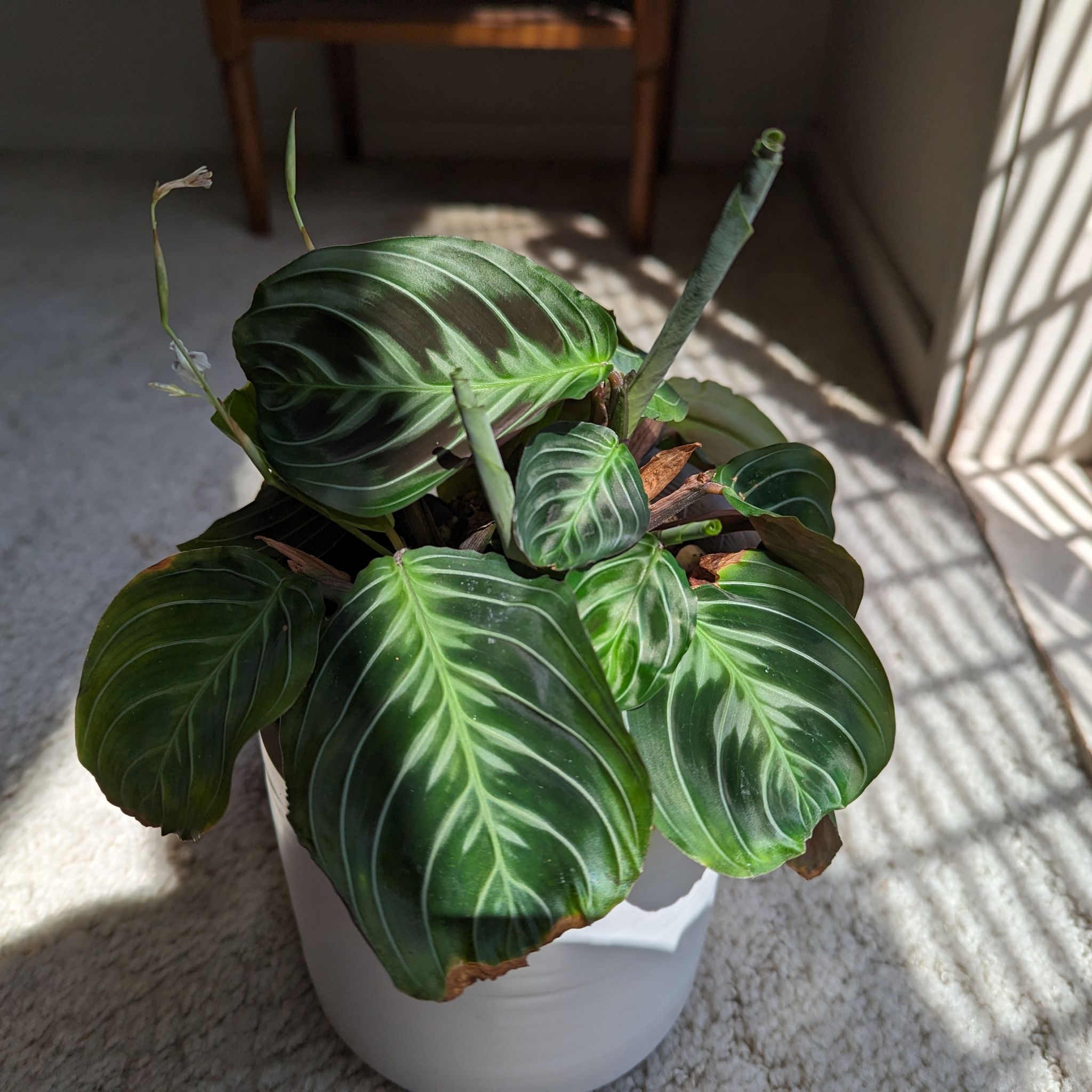 Photo of the plant species Black Prayer Plant by @smallgirl named Maranta Black on Greg, the plant care app