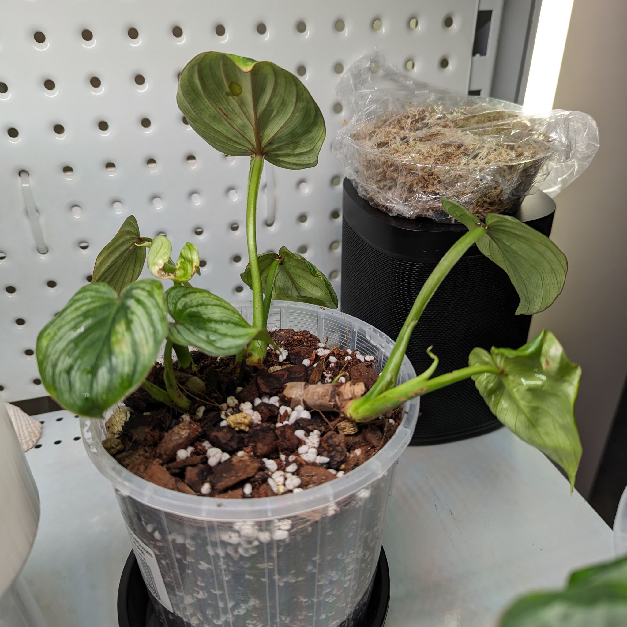 Philodendron mamei plant in a clear plastic pot with visible soil, appears healthy.
