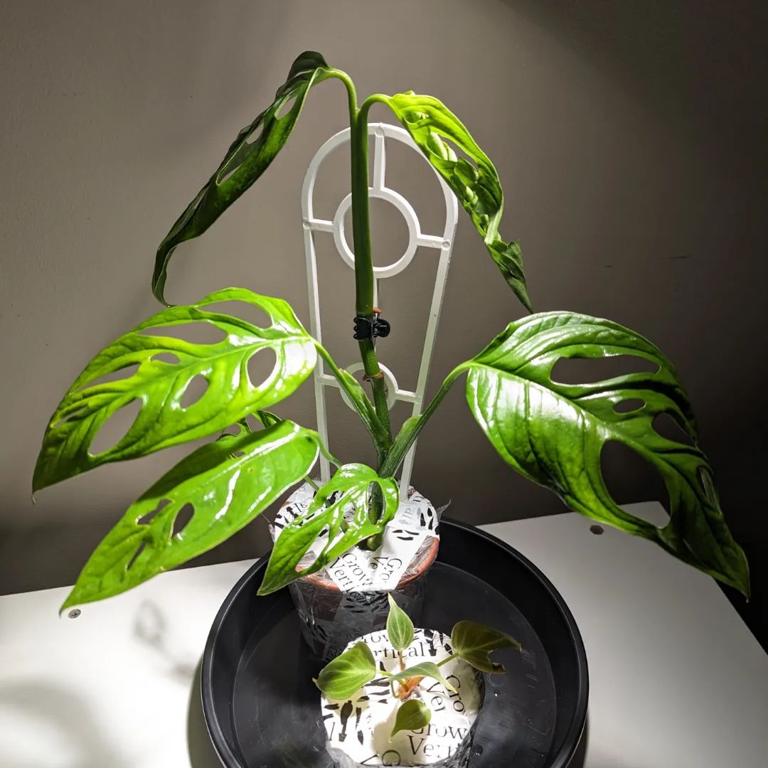 Monstera esqueleto plant with fenestrated leaves, supported by a trellis.