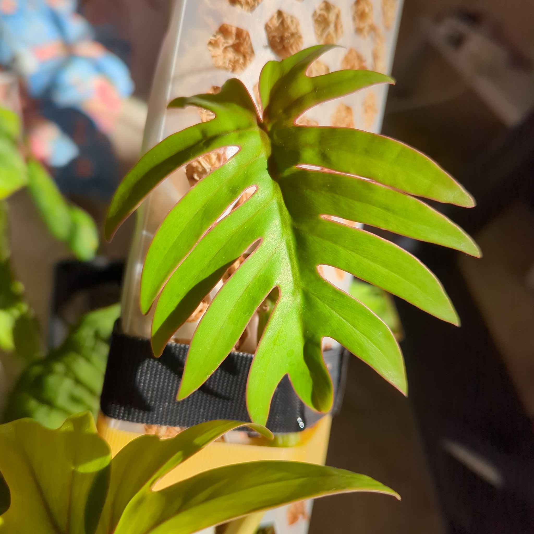 Close-up of a healthy Philodendron mayoi leaf with a distinct lobed structure.