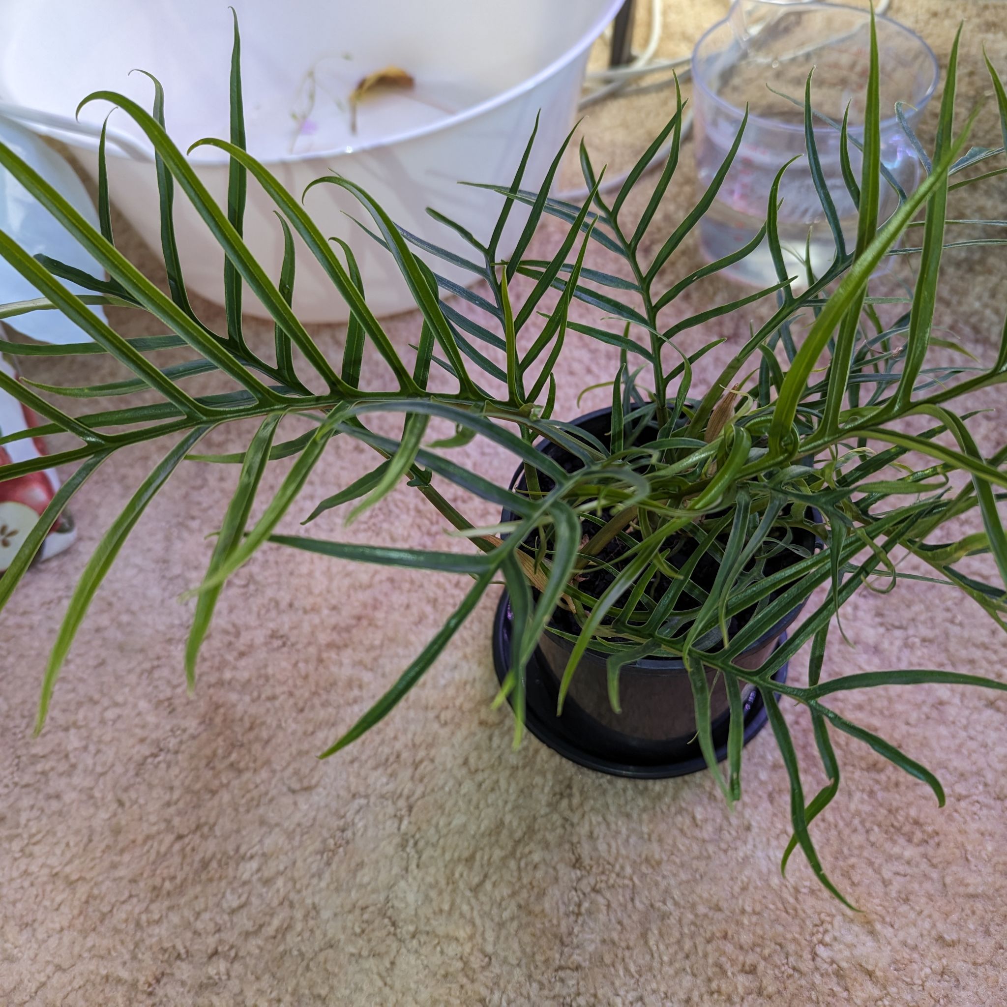Philodendron tortum plant in a small pot, healthy leaves, household items in background.