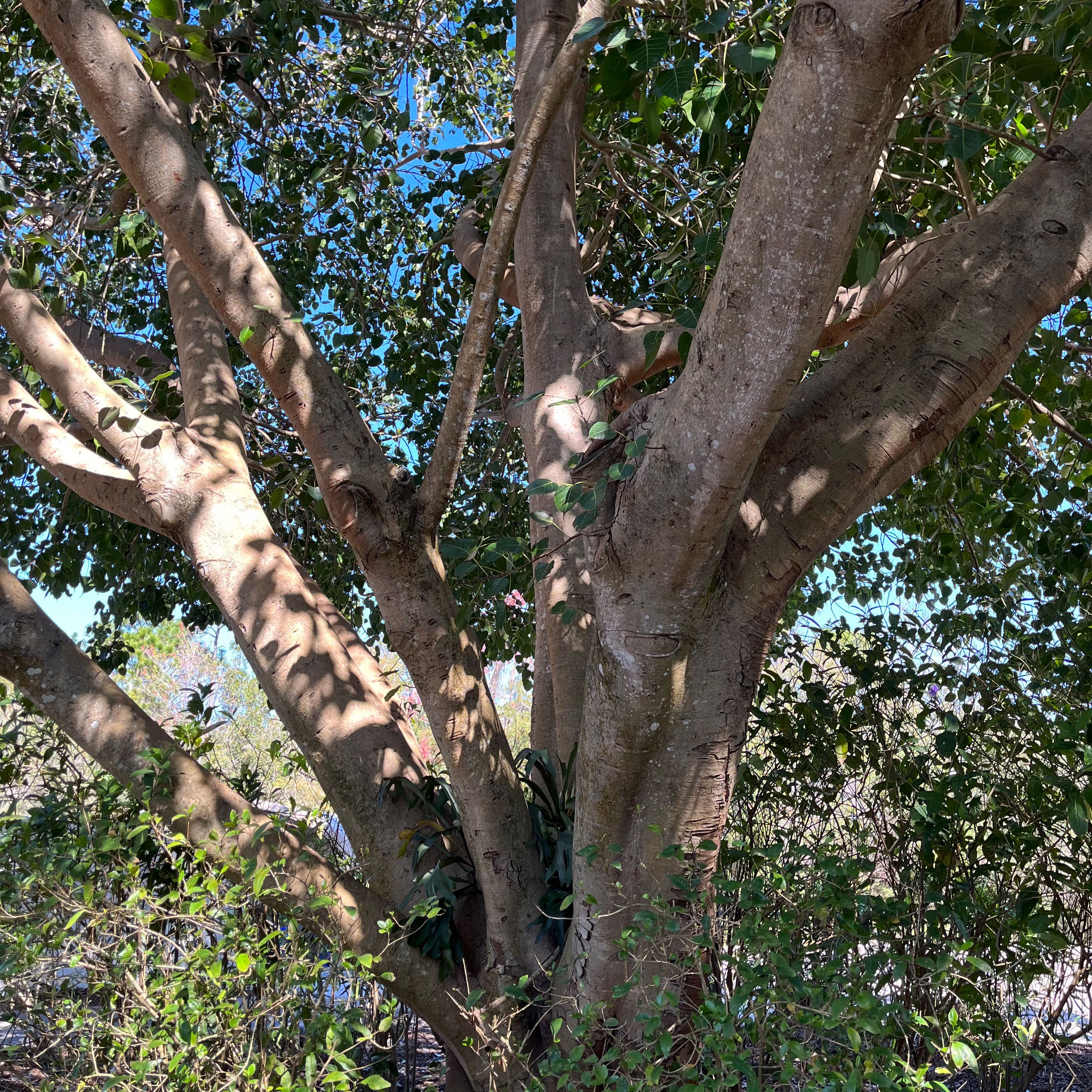Image of a healthy Bodhi Tree with multiple trunks and dense foliage.