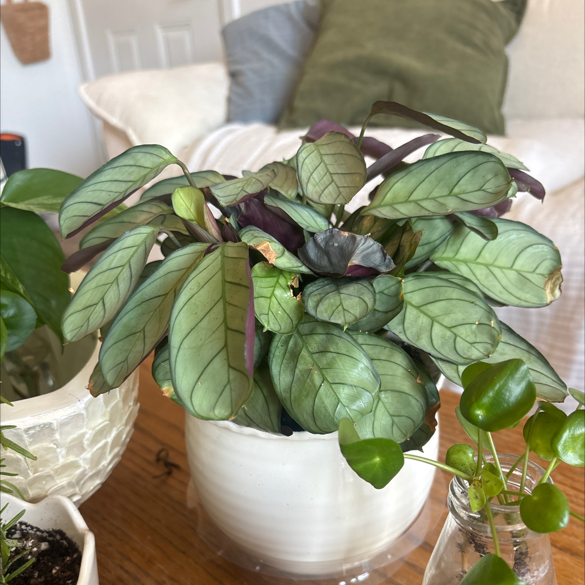 Photo of the plant species Ctenanthe amagris by @Urmommm named Ulysses S Plant on Greg, the plant care app
