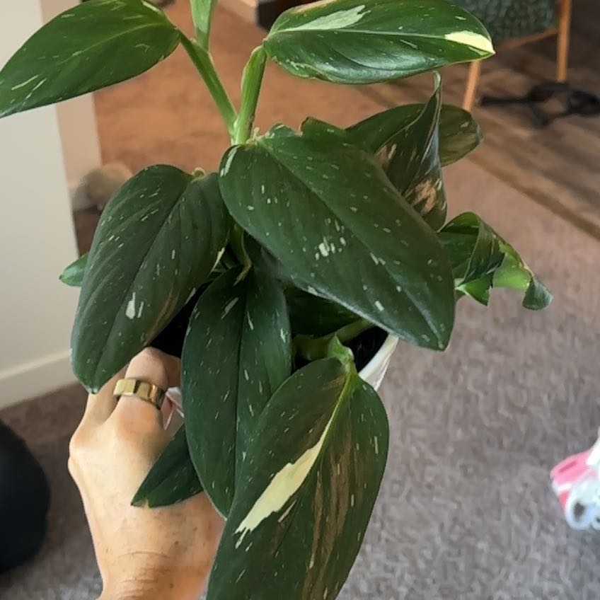 Photo of the plant species Mini Monstera Albo by @Urmommm named Mochi on Greg, the plant care app