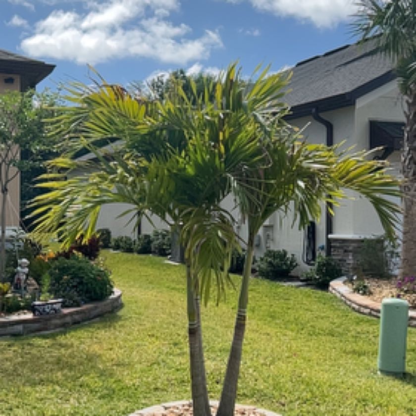 Christmas Palm vs Foxtail Palm What's The Difference?