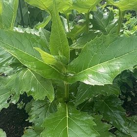 Photo of the plant species Cup Plant by @LoyalRaspfern named Winston on Greg, the plant care app