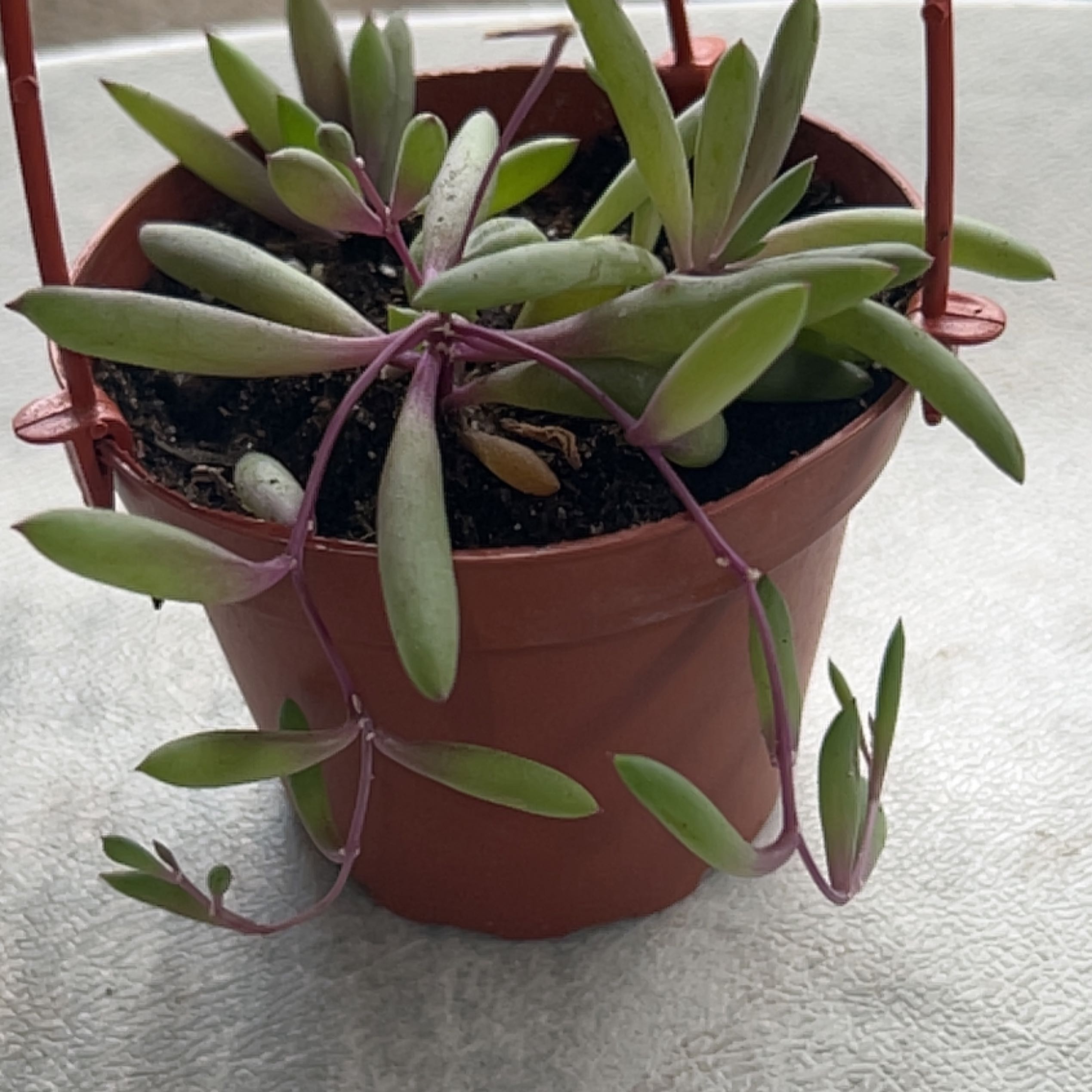 Potted Shoreline Sea Purslane with healthy, elongated succulent leaves.