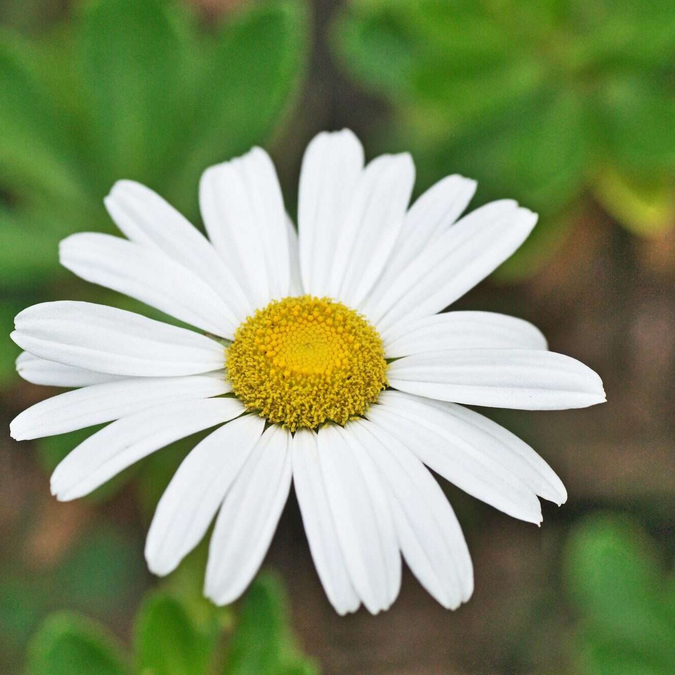 Close-up of a healthy Ox-Eye Daisy with white petals and a yellow center.