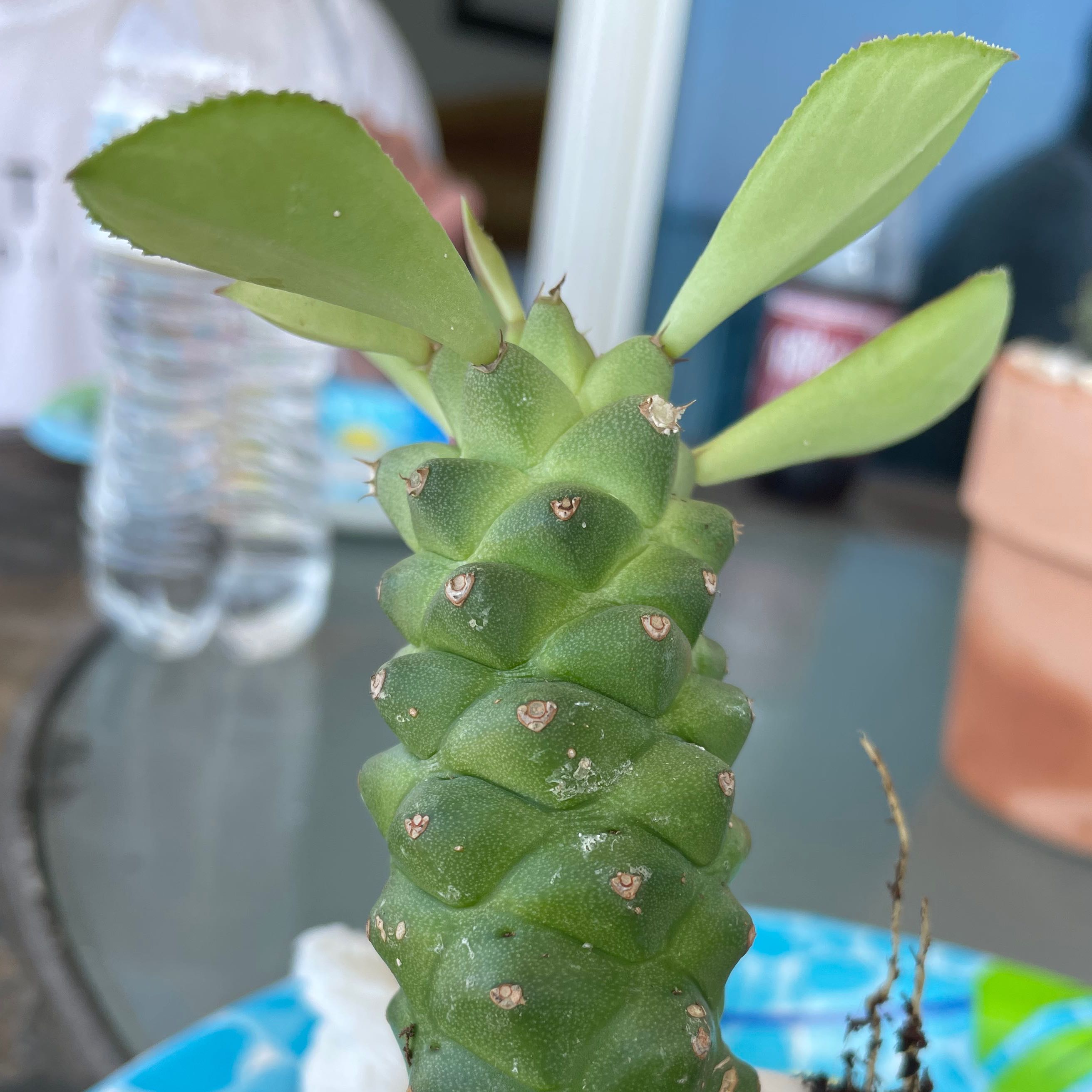 Euphorbia ritchiei plant with a thick green stem and healthy leaves.
