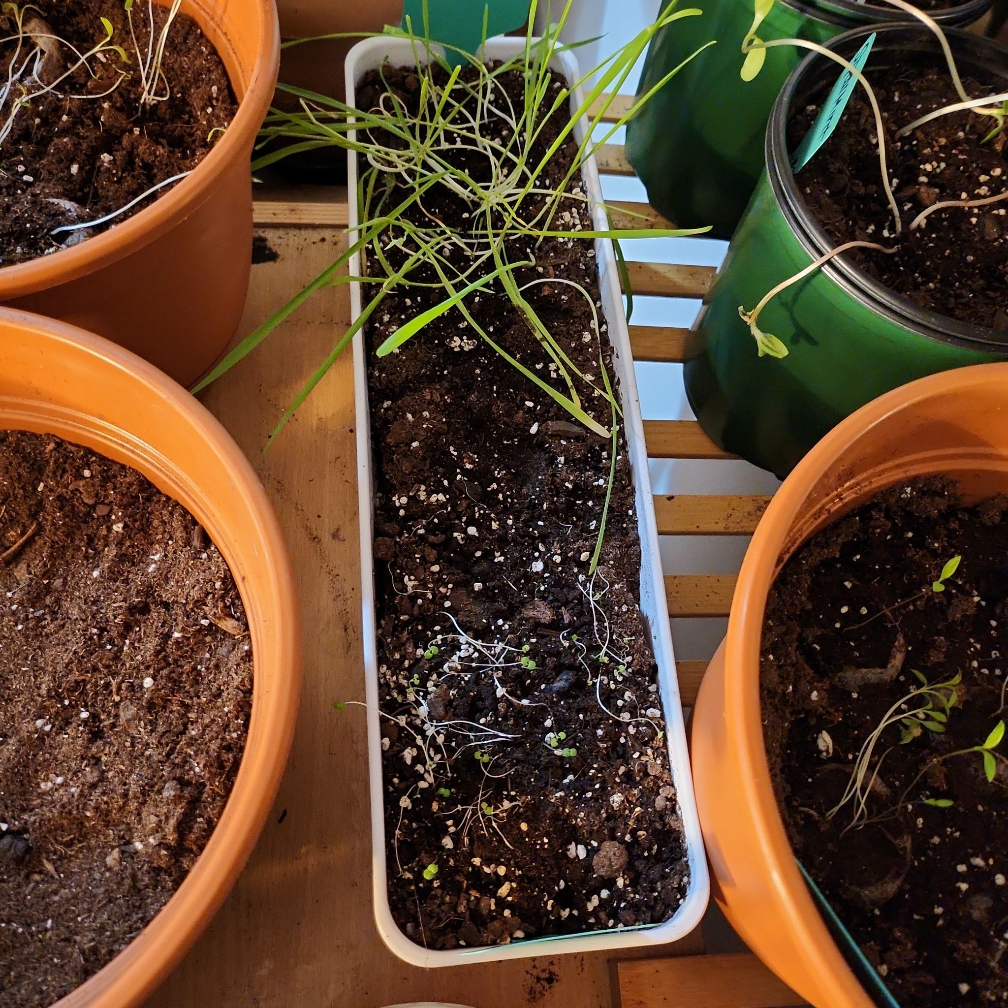 Cat grass in a rectangular planter with visible soil, surrounded by other pots.