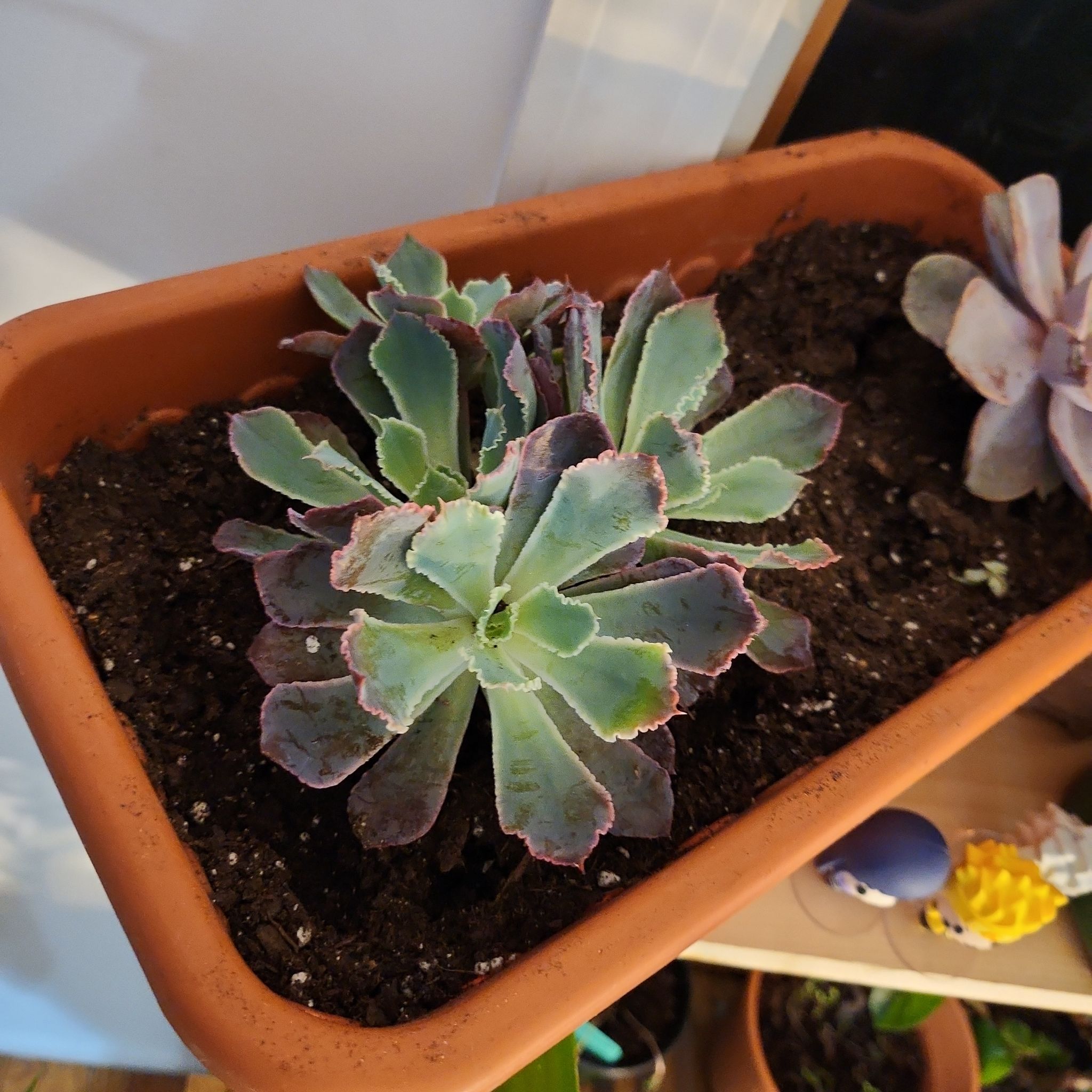 Echeveria 'Neon Breakers' succulent in a rectangular pot with visible soil.