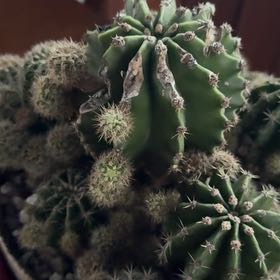 Photo of the plant species Easter Lily Cactus by @Plant2022 named Porky on Greg, the plant care app