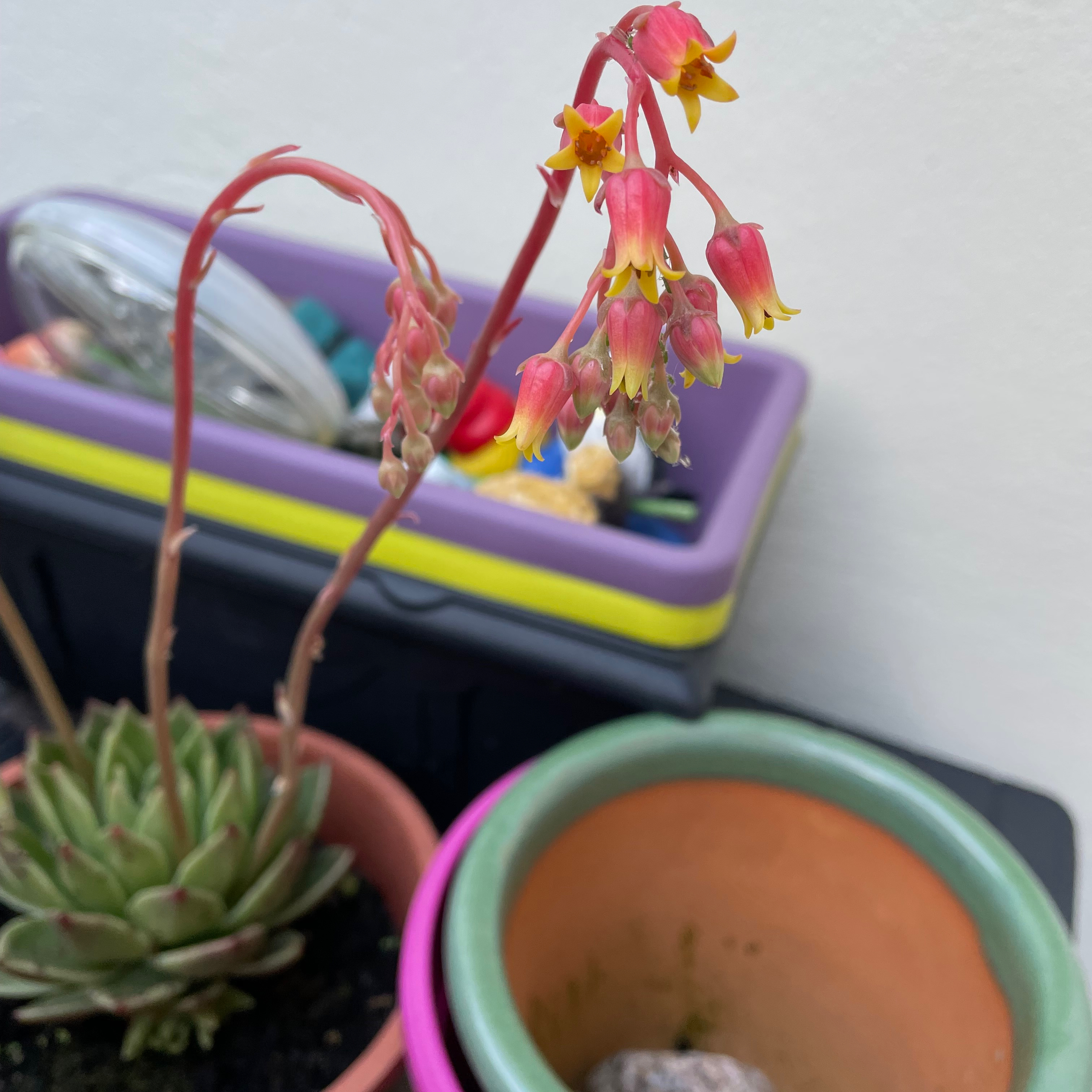 Lipstick Echeveria plant photo by @Evie_moon30 named Nora on Greg, the plant care app.