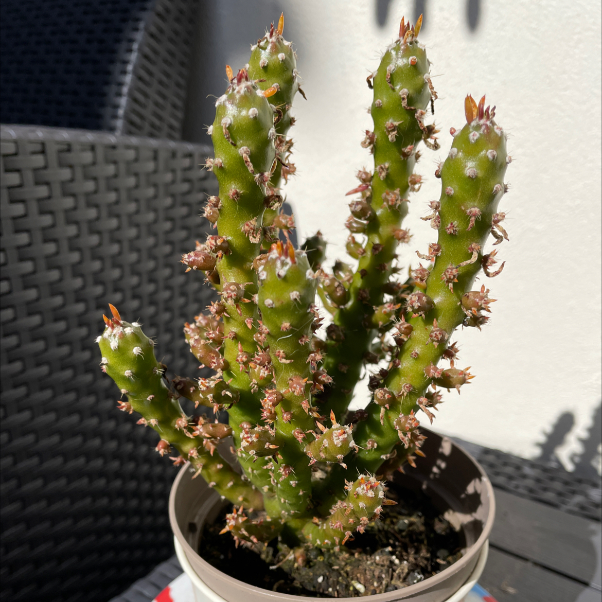 Eve's Needle Cactus plant photo by @Evie_moon30 named Spike on Greg, the plant care app.