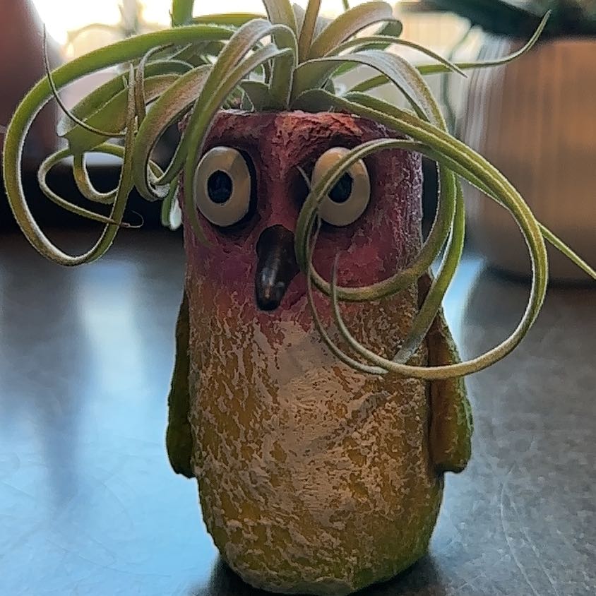 Photo of the plant species Air plant by @GrowingJoy named Gomez on Greg, the plant care app