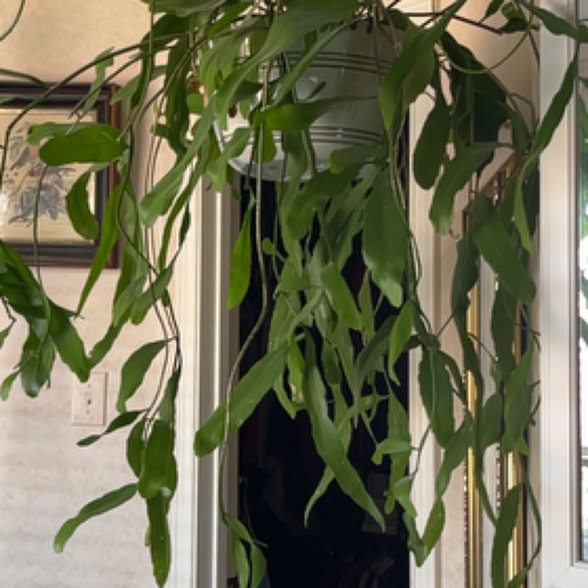 Photo of the plant species night-blooming cereus by @Tara_S named Hemingway on Greg, the plant care app