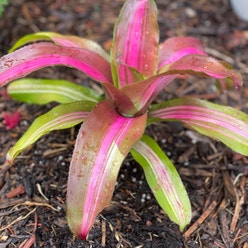 Blushing Bromeliad plant