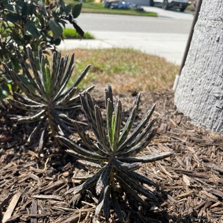 Mother of Millions plant in Venice, Florida
