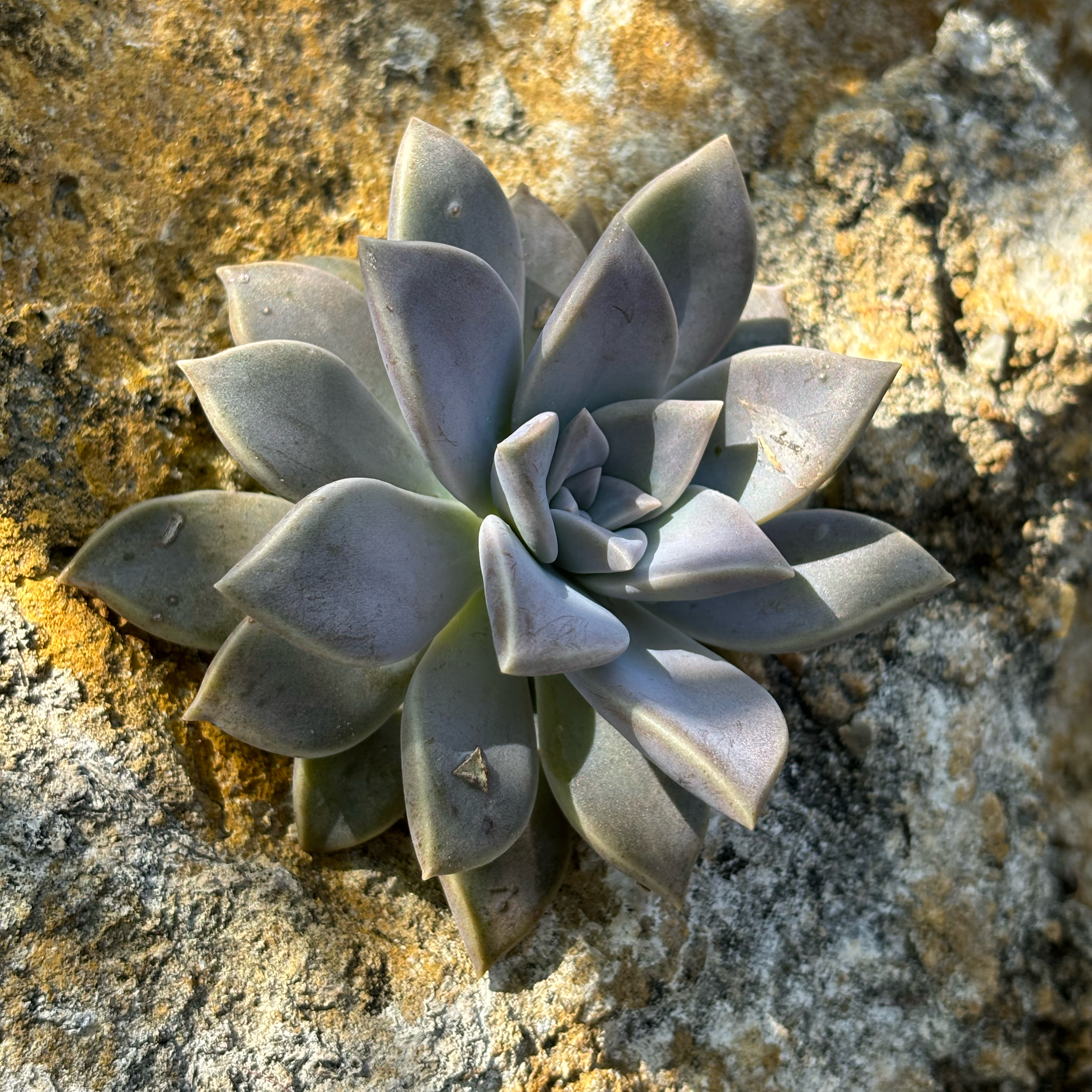 Chalk Dudleya plant with healthy, fleshy leaves growing on a rocky surface.