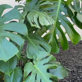 Monstera plant in Venice, Florida