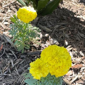 African Marigold plant in Venice, Florida