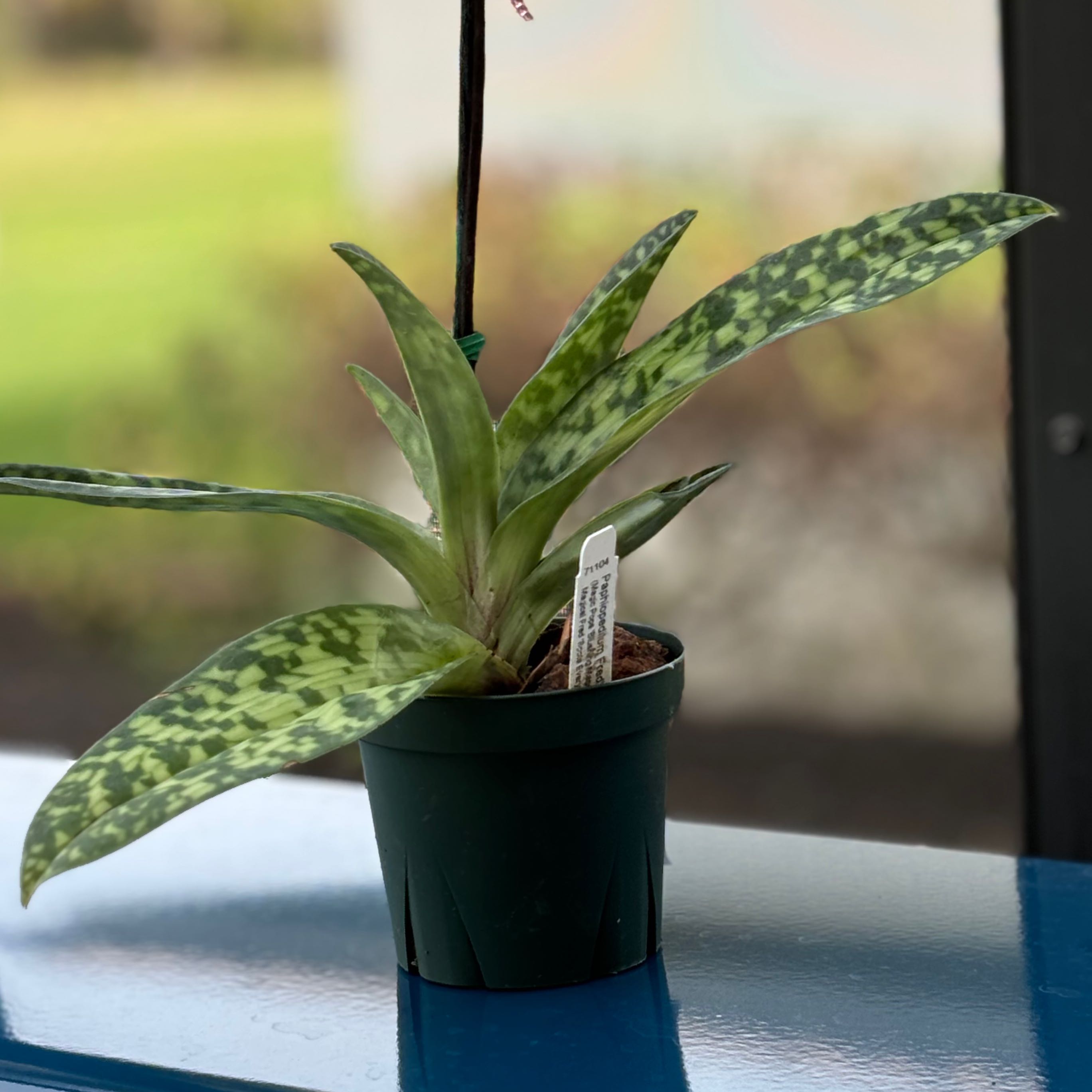 Photo of the plant species Paph Maudiae Vinicolor by @RunnerChef named Kid on Greg, the plant care app