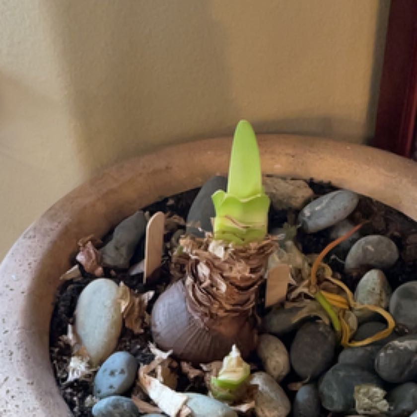 Photo of the plant species Amaryllis 'Denver' by @HeirMorombe named Aristotle on Greg, the plant care app