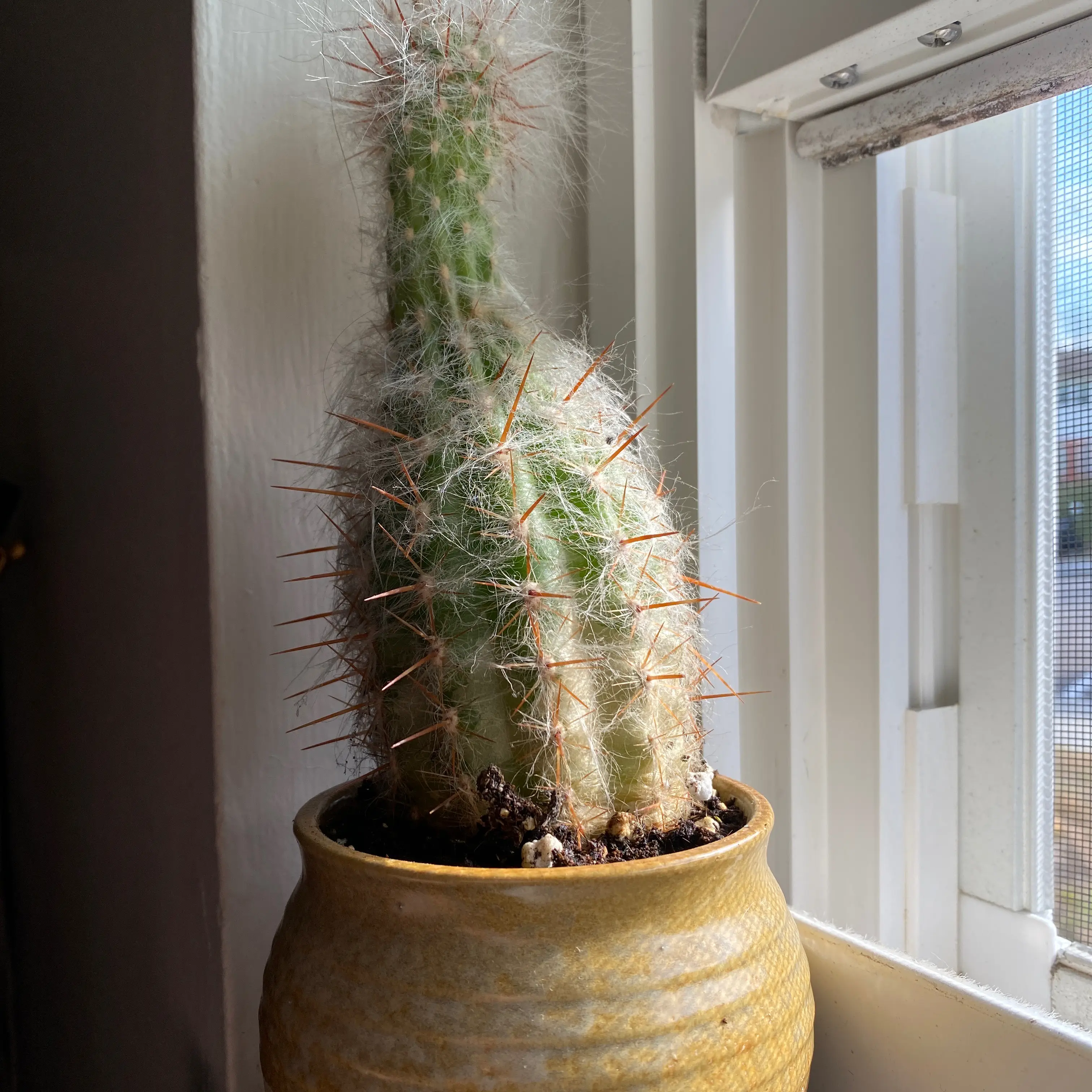 Old Man of the Andes cactus in a pot near a window, appears healthy.