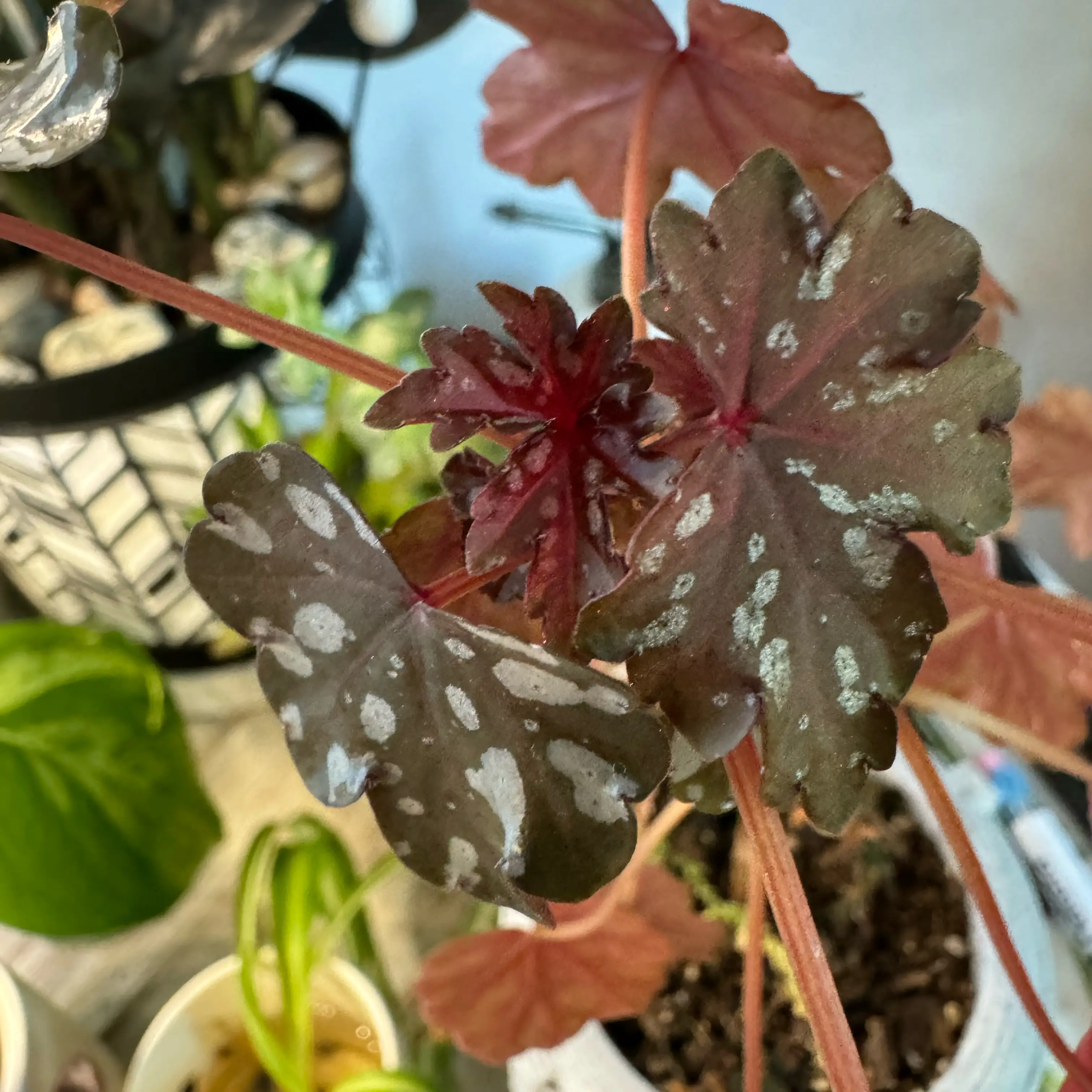 Photo of the plant species Begonia Tweedle Dee by @PlantyMidwife named Birthday Begonia Dregei on Greg, the plant care app