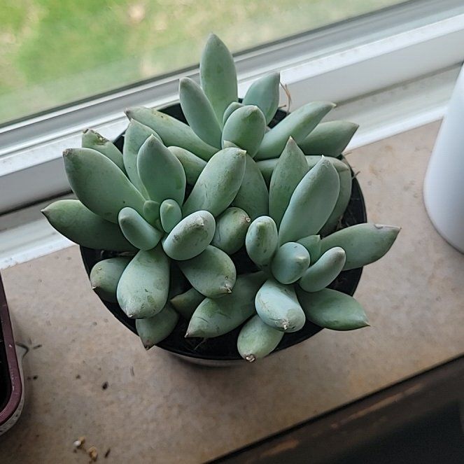 Photo of the plant species Moonsilver Succulent by @PrettyPhlox named Succ on Greg, the plant care app