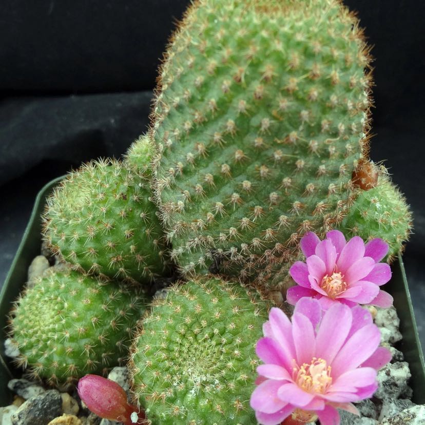 Photo of the plant species Rebutia perplexa by @GraceJ7473 named Rihanna on Greg, the plant care app