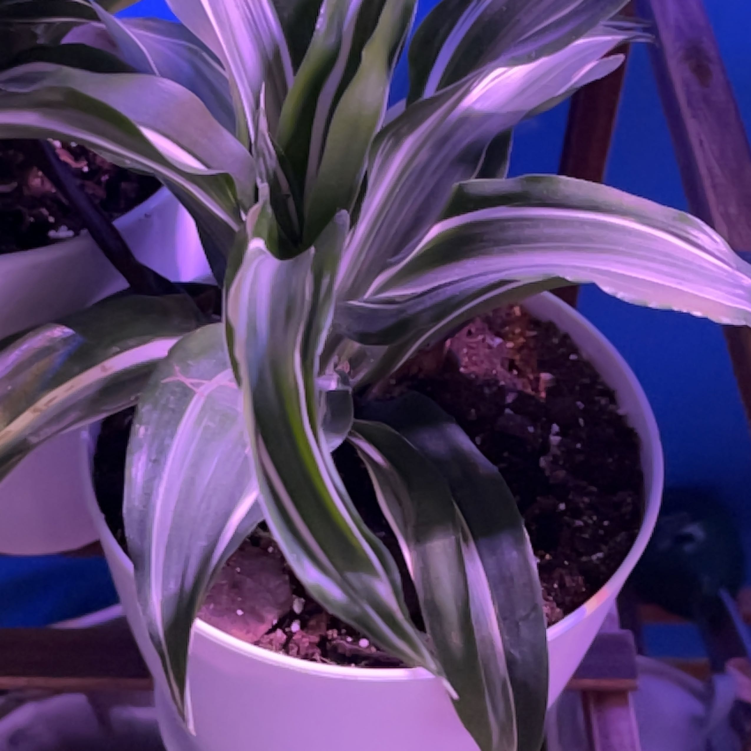 White Jewel Dracaena plant in a white pot with visible soil, well-framed and in focus.