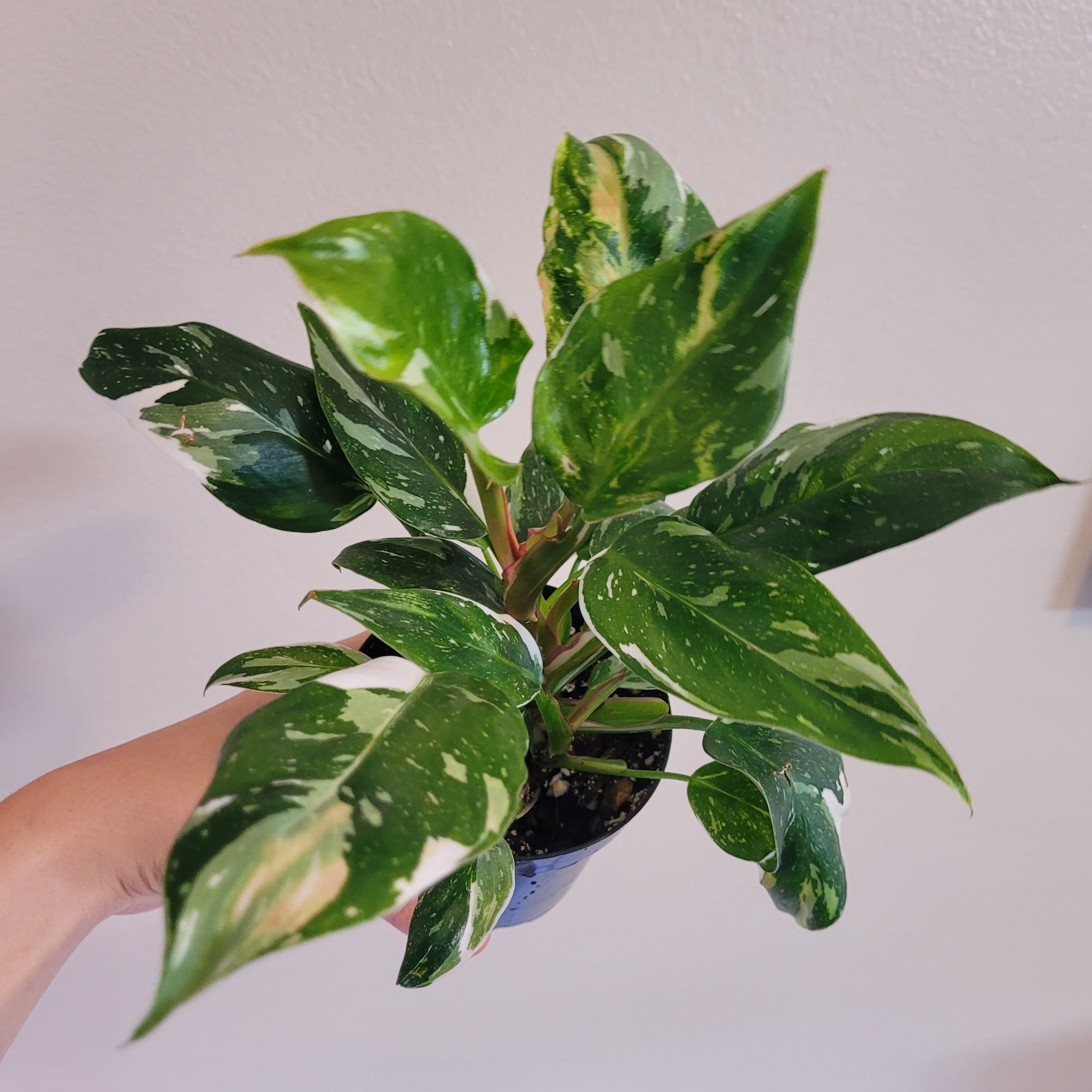 Philodendron 'White Princess' uploaded to the Greg plant app by @AspiringLentil
