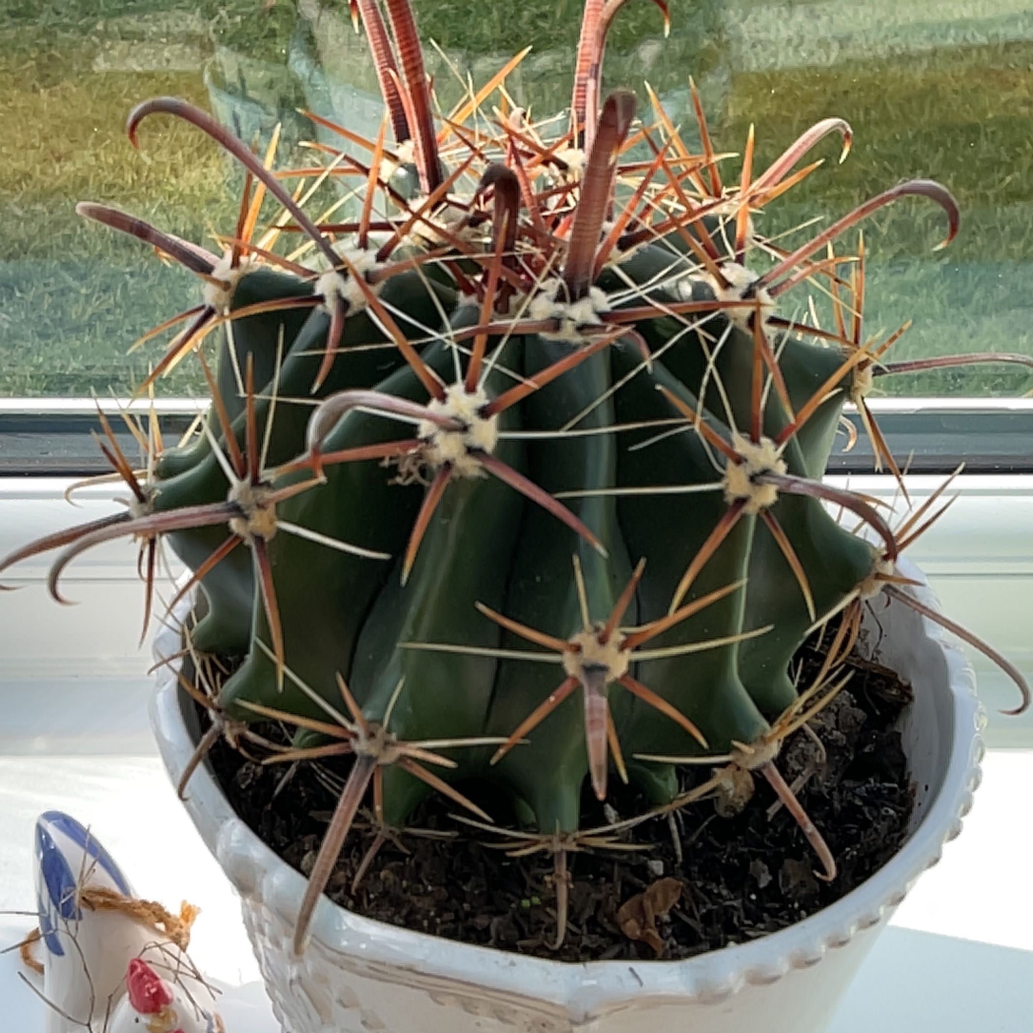 Devil's Tongue Barrel Cactus in a white pot with visible soil, well-framed and in focus.