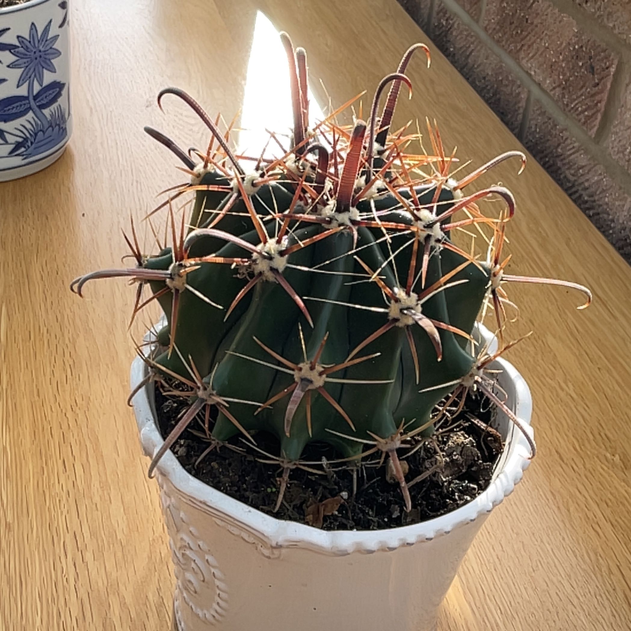 Emory's Barrel Cactus in a white pot on a wooden surface.