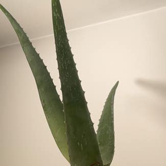 Aloe Vera plant in Kraków, Małopolskie