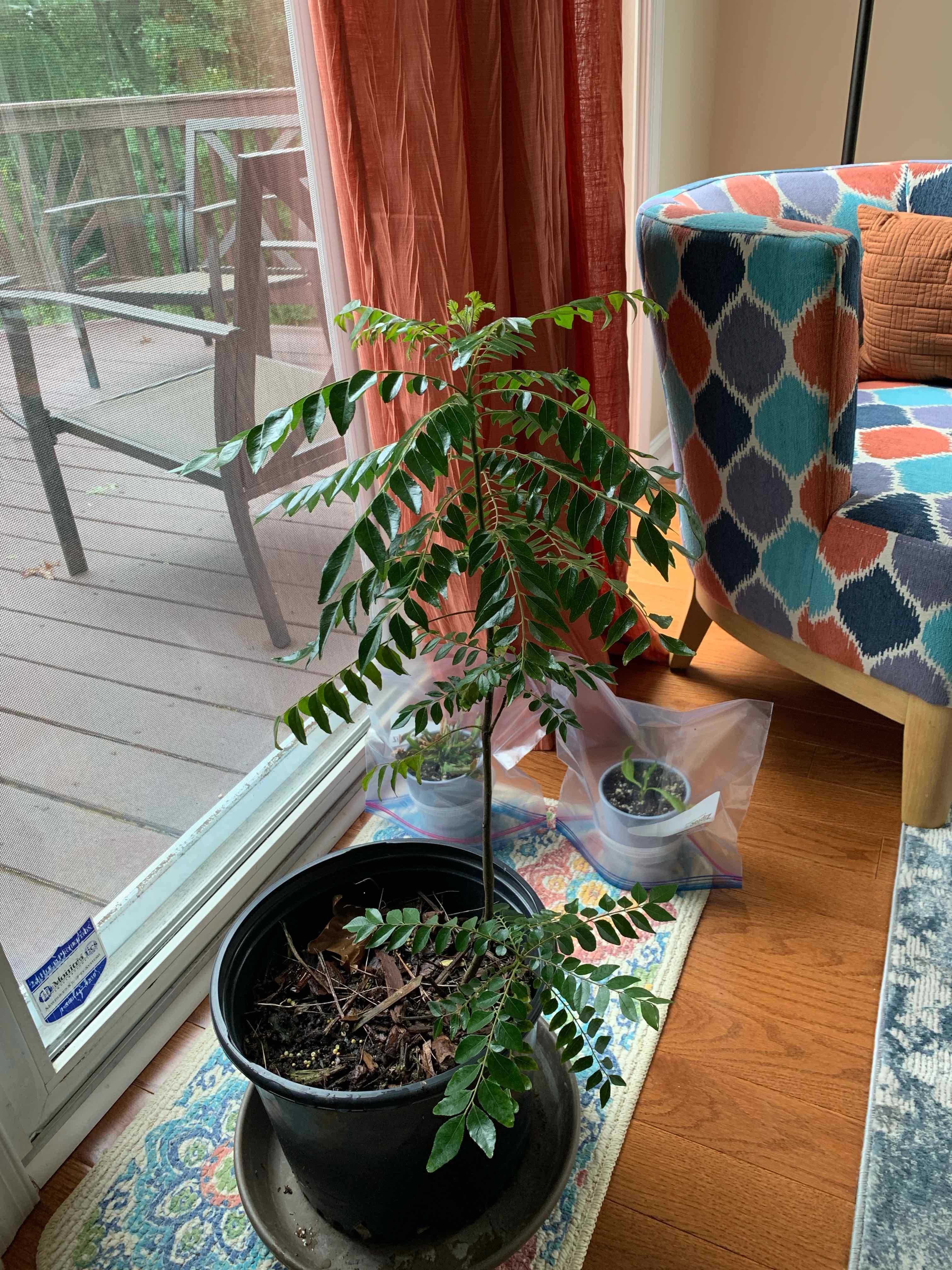 Curry Tree plant in a black pot indoors near a window, with green leaves and visible soil.