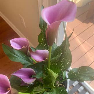 Calla Lily plant in Odenton, Maryland