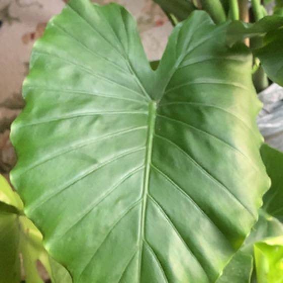 Photo of the plant species elephant ear by @PoshPepino named Lebron on Greg, the plant care app