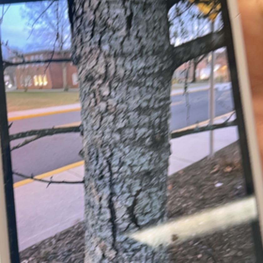 Plant care for Malayan Water Tupelo on Greg, the plant care app
