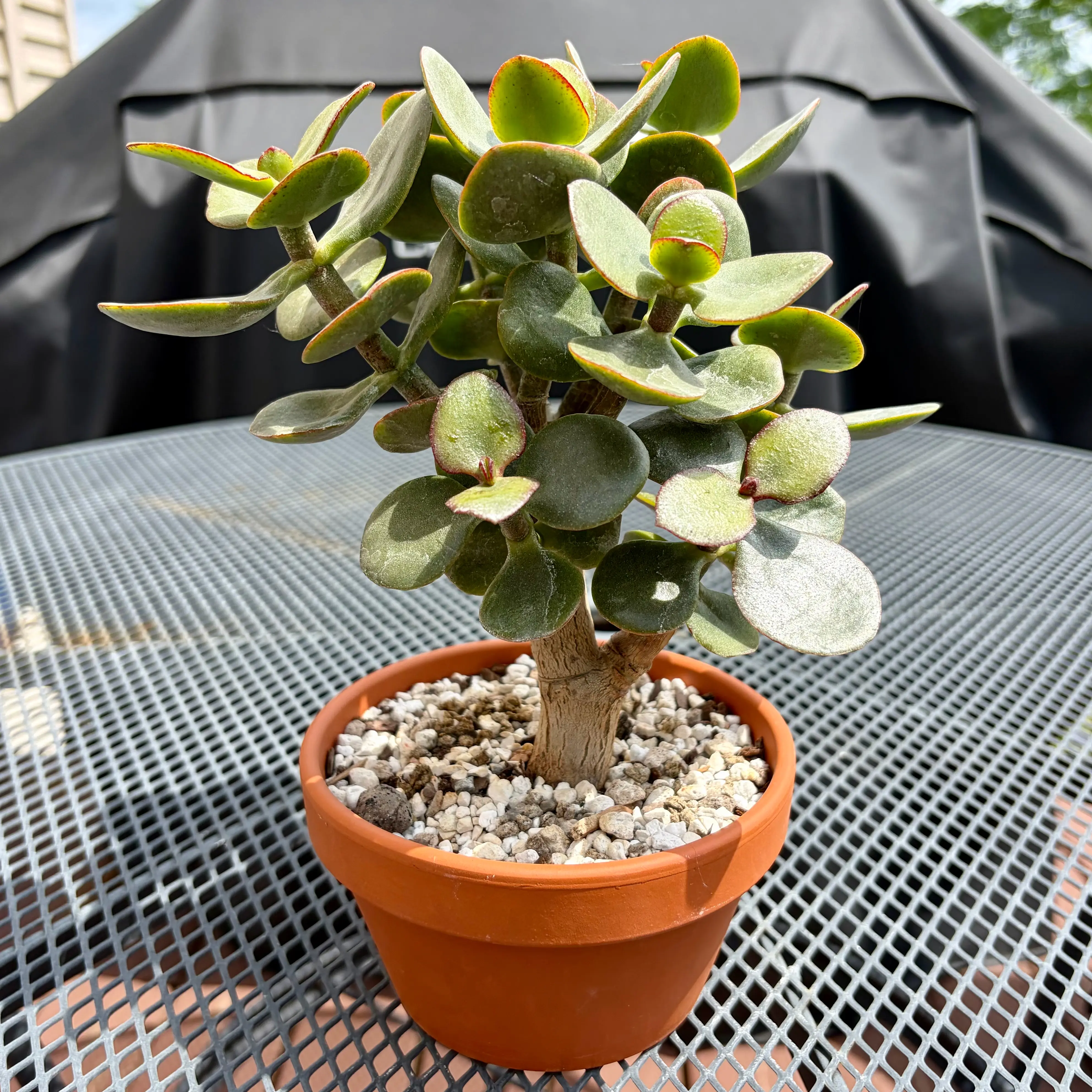 Photo of the plant species Jumbo Jade by @JadedJosh named Jumbo on Greg, the plant care app