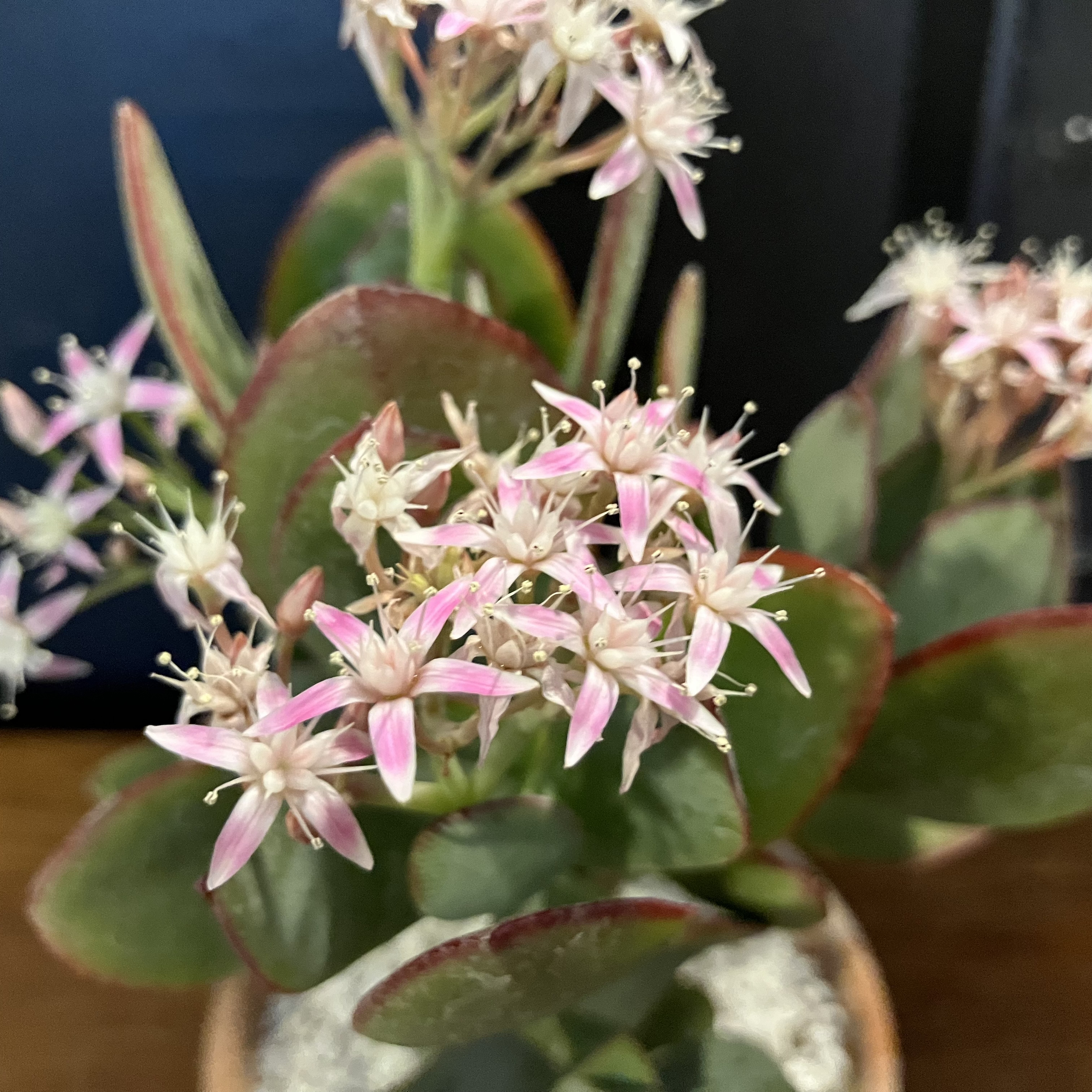 Photo of the plant species Crassula Blue Bird by @JadedJosh named Blue Bird on Greg, the plant care app